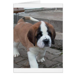 ST BERNARD PUP