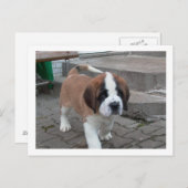 st bernard pup.png postkarte (Vorne/Hinten)