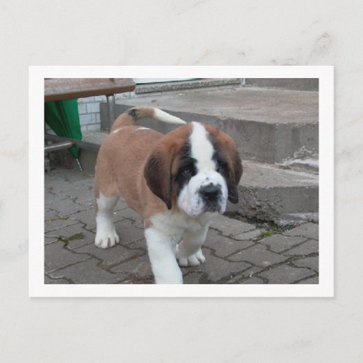st bernard pup.png postkarte (Vorderseite)