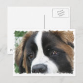 St Bernard Puppies Postcard Postkarte (Vorne/Hinten)
