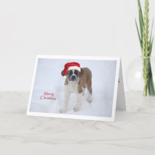 St Bernard Puppy Christmas Feiertagskarte