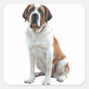 St. Bernard Puppy Docker / Label Quadratischer Aufkleber