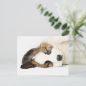 St. Bernard Puppy Postkarte (Stehend Vorderseite)