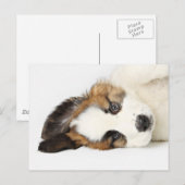 St. Bernard Puppy Postkarte (Vorne/Hinten)