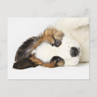 St. Bernard Puppy Postkarte