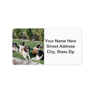 St. Bernards im Yard Adressaufkleber
