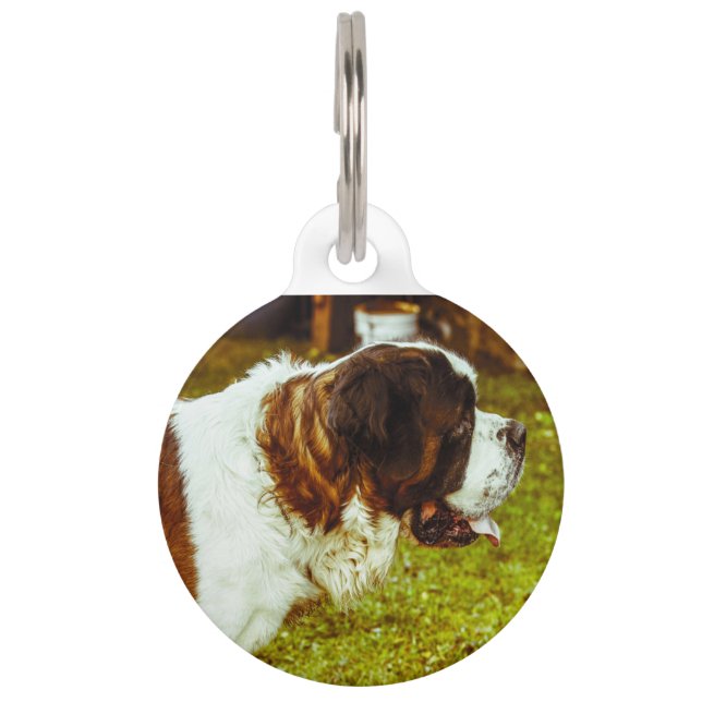 St.-Bernhard-Hund. Haustiermarke (Vorderseite)