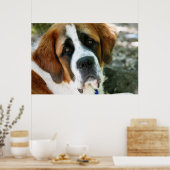 St.-Bernhard-Hund Poster (Küche)
