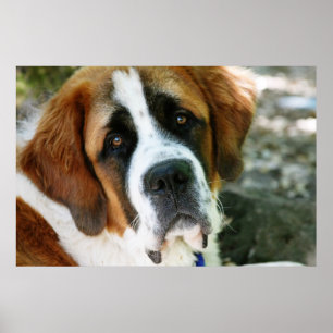 St.-Bernhard-Hund Poster