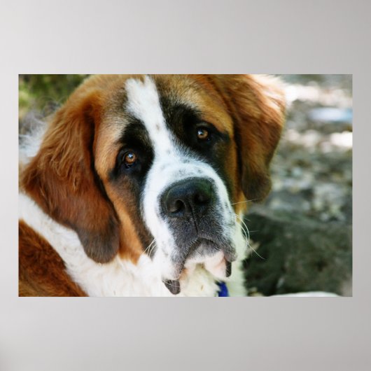 St.-Bernhard-Hund Poster (Vorne)