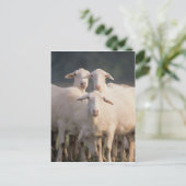 St. Croix Schafe Postkarte (Stehend Vorderseite)