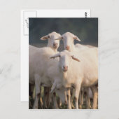 St. Croix Schafe Postkarte (Vorne/Hinten)