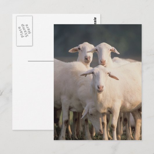 St. Croix Schafe Postkarte (Vorne/Hinten)