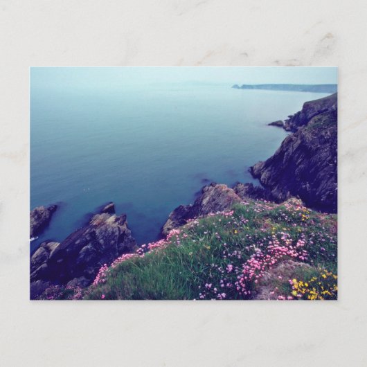 St. David's Head, Westernster Point of Wales Blume Postkarte (Vorderseite)