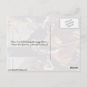 St. Elisabeth von Ungarn von Sebastiano Ricci Postkarte (Rückseite)