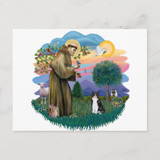 St. Francis (ff) - Schwarz-Weiß-Katze Postkarte