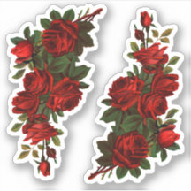 St. George's Day Rose (fL)