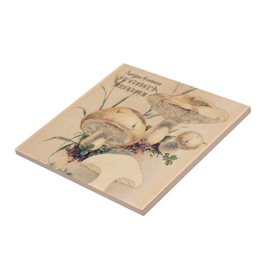 ST. GEORGE'S MUSHROOM FLIESE (Seite)