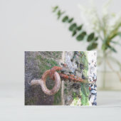 St. Ives Boots-Kette Postkarte (Stehend Vorderseite)