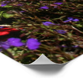 St Ives Cornwall Poster (Ecke)