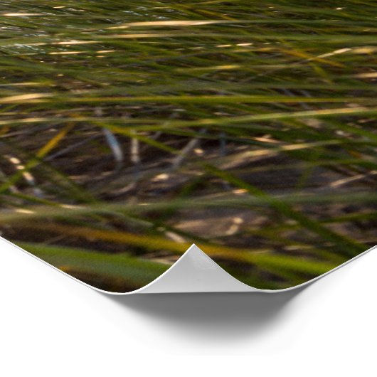 St Joseph Behind Sea Oats Poster (Ecke)