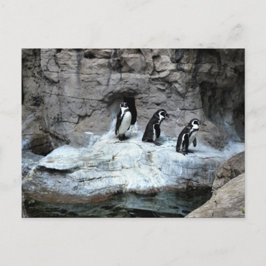 St. Louis Zoo 2009 Postkarte (Vorderseite)