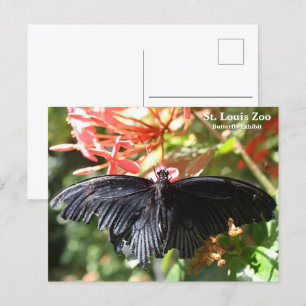 St. Louis Zoo Butterfly Postcard Postkarte