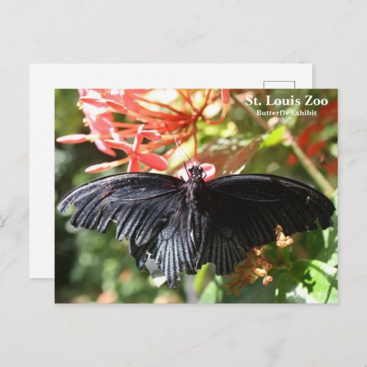 St. Louis Zoo Butterfly Postcard Postkarte (Vorne/Hinten)
