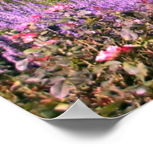 St. Louis Zoo Poster (Ecke)