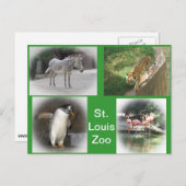 St. Louis Zoo Postkarte (Vorne/Hinten)