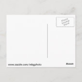 St. Louis Zoo Postkarte (Rückseite)