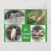 St. Louis Zoo Postkarte (Vorderseite)