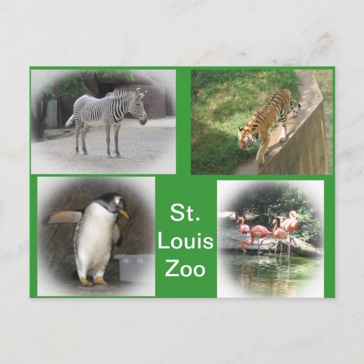 St. Louis Zoo Postkarte (Vorderseite)
