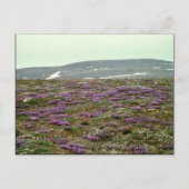 St. Matthew Island, Blackish (oder Lila) Oxytrope Postkarte (Vorderseite)