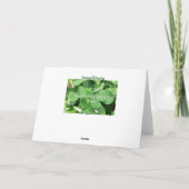 St.Paddy Karte (Rückseite)