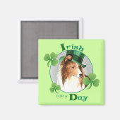 St. Patrick-Day Sheltie Magnet (Vorderseite/Rückseite)
