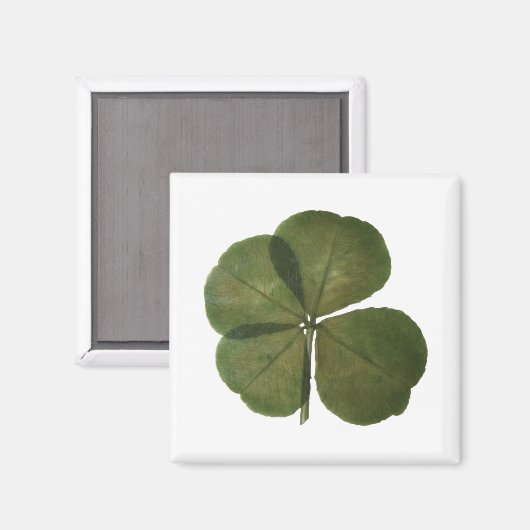 St Patrick Real 4 Leaf Clover Lucky Magnet (Vorderseite/Rückseite)