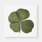 St Patrick Real 4 Leaf Clover Lucky Magnet (Vorne)