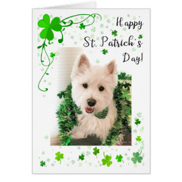 St Patrick Tageswesthochland Terrier