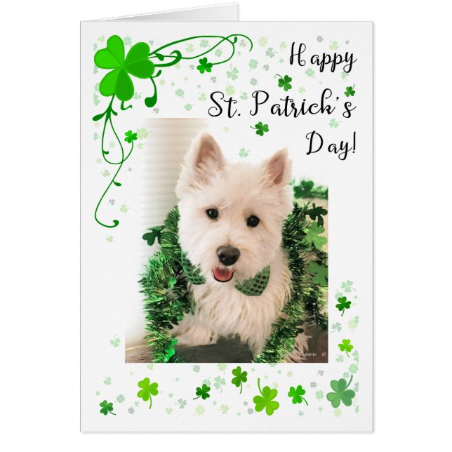 St Patrick Tageswesthochland Terrier (Vorne)