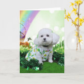 St Patrick's Day - Bichon Frise - Mia Karte (Gelbe Blume)