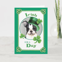 St. Patrick's Day Boston Terrier