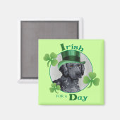 St. Patrick's Day Curly Coated Retriever Magnet (Vorderseite/Rückseite)