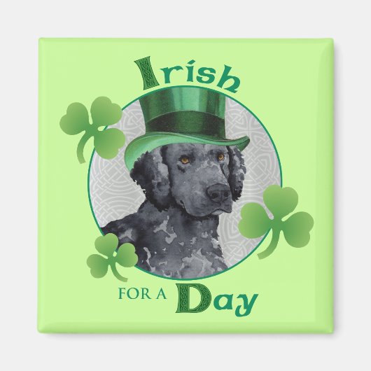 St. Patrick's Day Curly Coated Retriever Magnet (Vorne)
