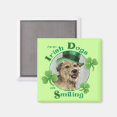 St. Patrick's Day Glen of Imaal Terrier Magnet (Vorderseite/Rückseite)