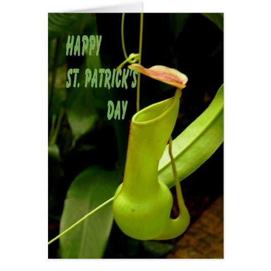 St. Patrick's Day mit Pipe Pflanze Green (Vorne)