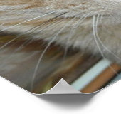 St. Patrick's Day Orange Tabby Cat Poster (Ecke)