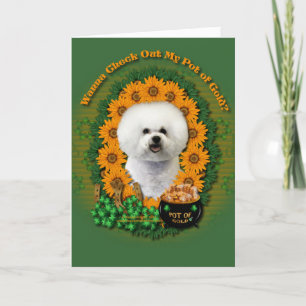 St. Patricks - Goldschatz - Bichon Frise Karte