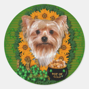 St. Patricks - Goldschatz - Yorkshire Terrier Runder Aufkleber