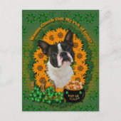 St Patricks - Pot of Gold - Boston Terrier Postkarte (Vorderseite)